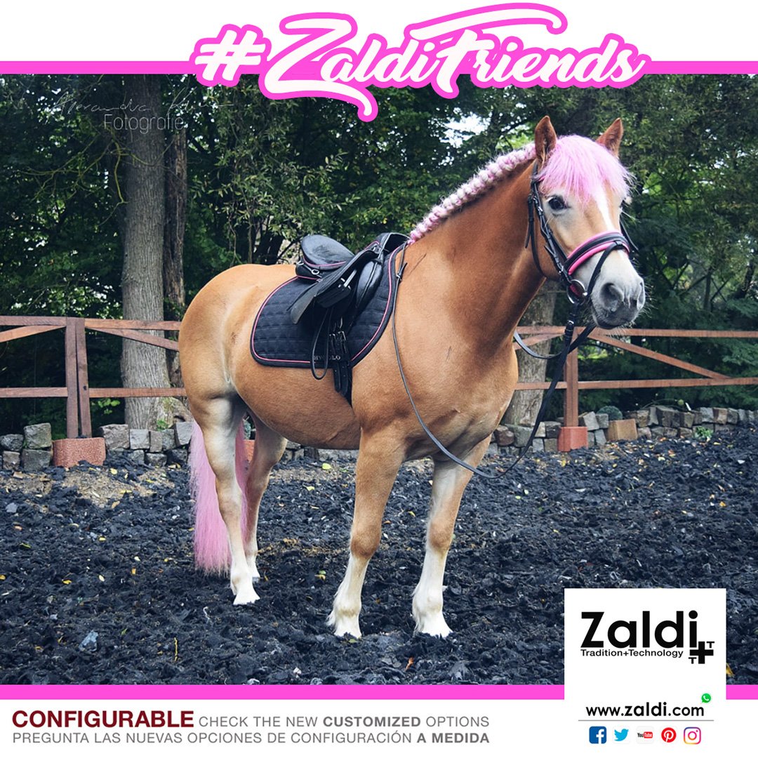 Zaldihipica's tweet photo. Today ZaldiFriends Bianca (Haflinger male) of Lisa Roelle 🇩🇪from Germany has a Zaldi Jupiter all-purpose saddle made with special #Equiscan horse measurement by Susanne Nagel https://t.co/5utg2WS00u
👉Create the saddle of your dreams!
Ask us for information!
#11N https://t.co/5eMJkYi5YU