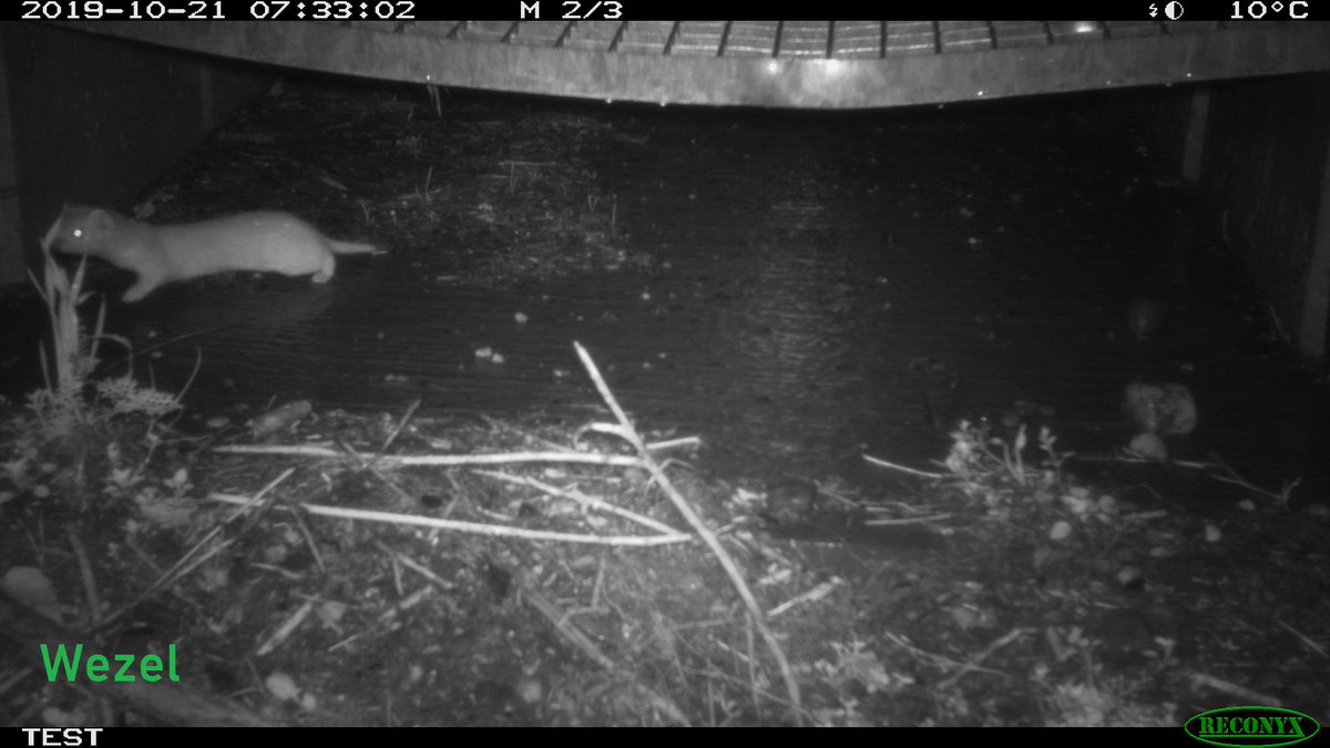 Wat hebben een wezel, marter, egel en ringslang gemeen..? Ze maken allemaal gebruik van de #Faunapassage onder het spoor in natuurgebied Naardermeer! heel blij met deze eerste positieve resultaten! lees meer op movares.nl/nieuws/eerste-…