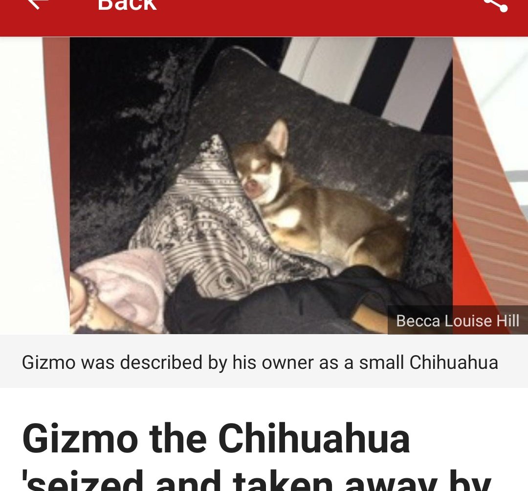 luce_idity's tweet image. Touching words there from Gizmo's owner