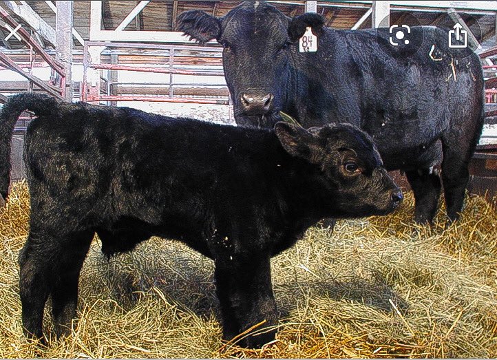 Difficult calving can cause serious economic loss through calf and cow mortality. The Angus breed is renowned for ease of calving. Due to its size and short gestation period, Angus is particularly suitable to farmers looking to secure a calf per cow each year. #angus