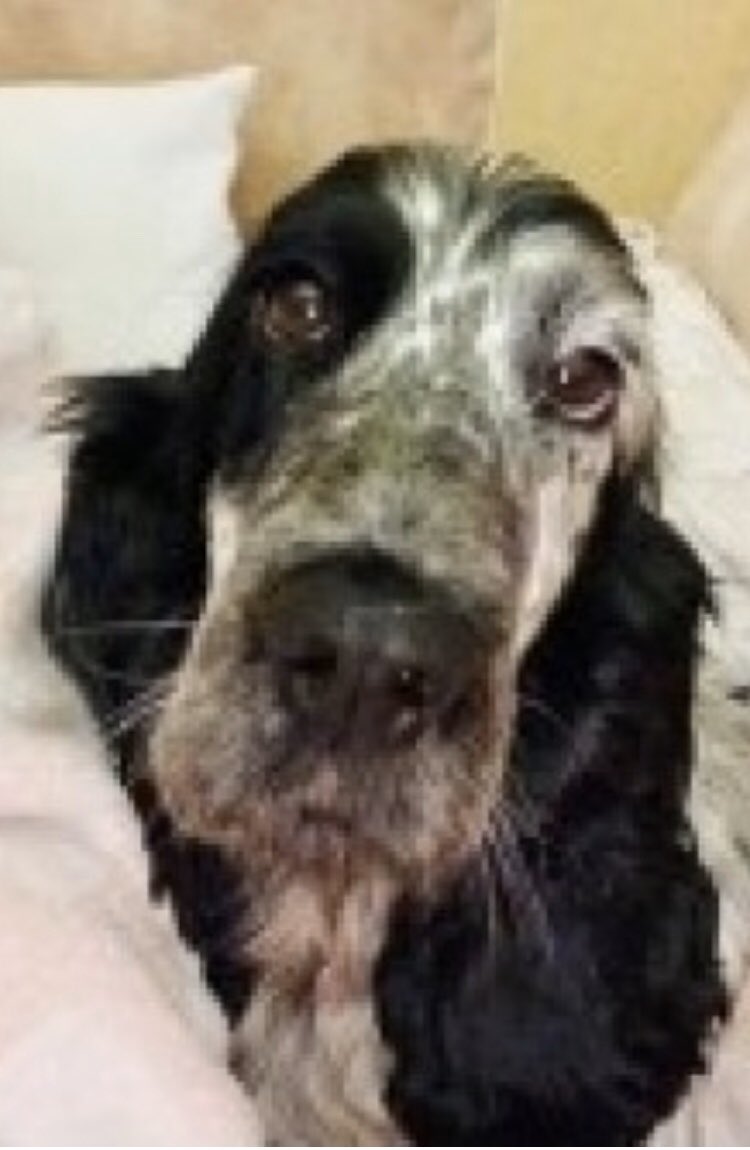 #SASHA female #cockerspaniel blue roan/spayed/chipped 8/11/19 #MilldeanFarm #Leslie #FIFE 🏴󠁧󠁢󠁳󠁣󠁴󠁿 #Scotland #KY6 WEARING PINK COLLAR ❗️IF SEEN PLS DO NOT CHASE - SHE COULD RUN INTO DANGER EX #PUPPYFARM rescue❗️ doglost.co.uk/dog-blog.php?d… ❗️LOCALS PLS LOOKOUT FOR SASHA TY❗️🐾🐾