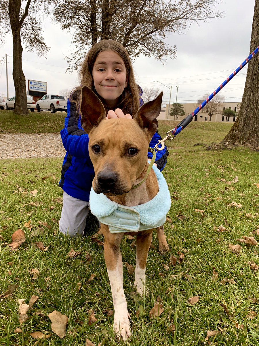 IvePetThatDog's tweet photo. I pet Princeton. He is a 5 year old Pitbull @CedarBendHS who needs a home. He was found on the street and was very skinny. He is slowly gaining weight. Princeton is very loving. He likes to meet new dog friends. Princeton needs a home that will love him forever. https://t.co/68mdI59mFc