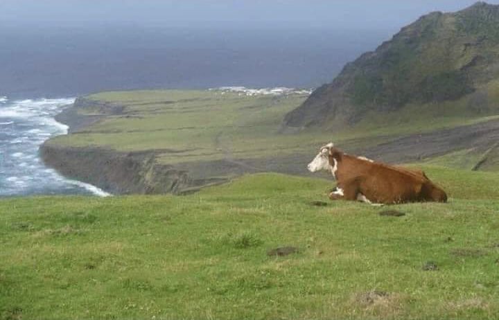 valeriafloresc's tweet photo. Me urge la tranquilidad de esta vaca, porque el cuerpo ya lo tengo https://t.co/EEo4PGklmX