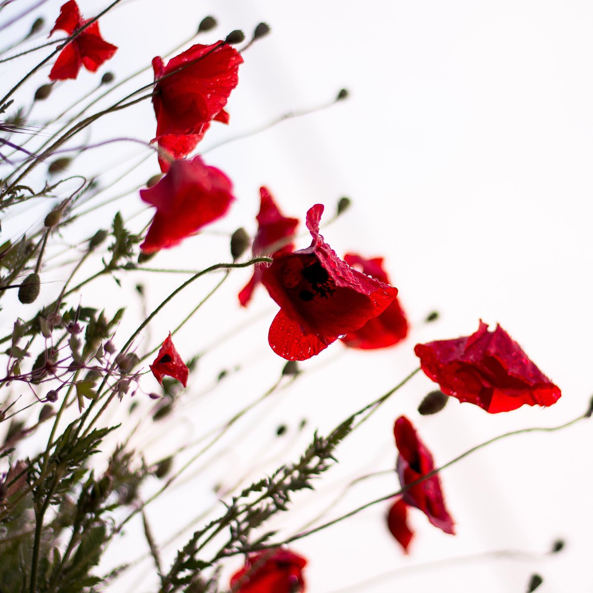 This Remembrance Day, we would like to thank Canada's Veterans and Active Service men and women for their service and sacrifice.

#CanadaRemembers #RemembranceDay