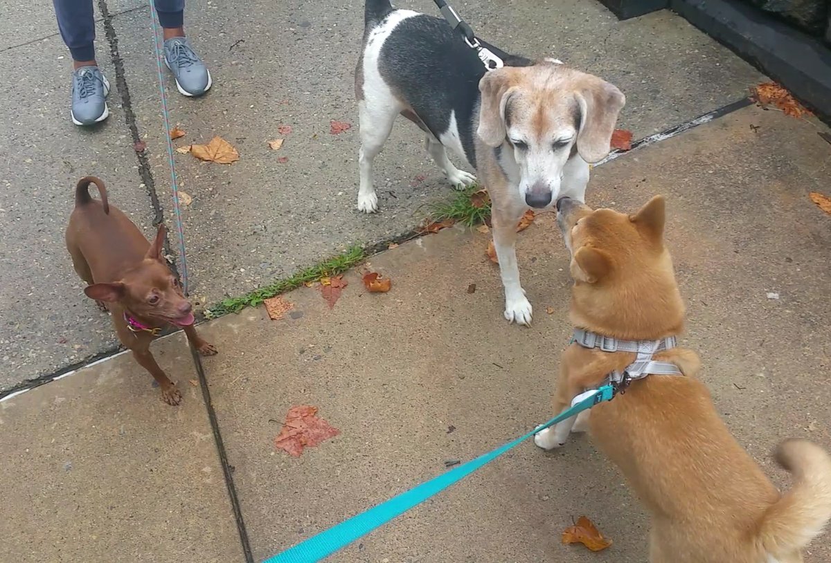 JourneyPaws's tweet photo. Getting 20% Off of your 1st walk at https://t.co/TIzXGmo7SV can make your pupkids smile! 
#NYC #nycdogs #nycdogwalker #dogsoftwitter #Cats #CatsOfTwitter #pets #dogs #MondayMotivation #MondayMood #dogdad #dogmom #petlovers https://t.co/FvyRQOyD0g