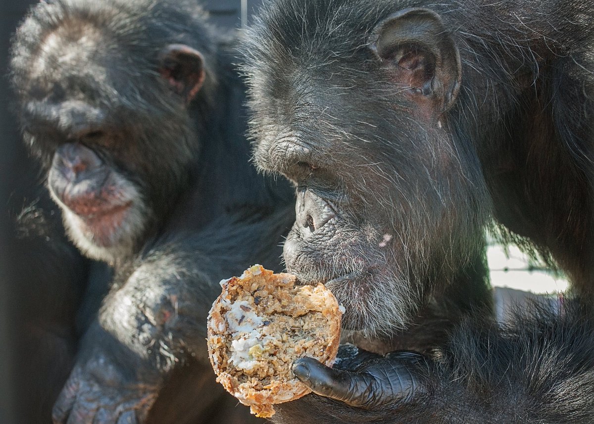 projectchimps's tweet photo. #CollinChimp and #RonaldChimp will back up @AliciaSilv and @VegNews on how tasty @Tofurky really is. Now that they're out of the lab & in sanctuary, they get only the best. @chrissyteigen give it a try. Trust us that chimps can be pickier than we are! #tofurkycurious #veganlife https://t.co/4hV0wRLN0G
