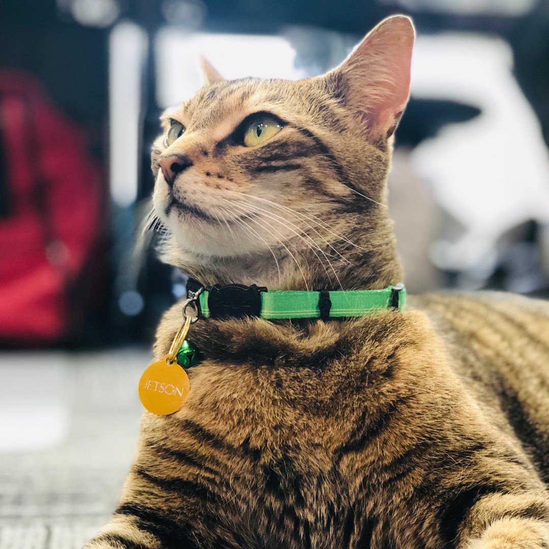 jetparkhotels's tweet photo. We are really excited to welcome Jetson to the Jet Park family! Watch this space for more adventures from JETSON - THE HOTEL CAT 🐈

#jetparkhotels #breakingnews #aucklandairport #spcanz #hotelcat #petfriendlyhotel #adoptdontshop https://t.co/vNwX3X3cor