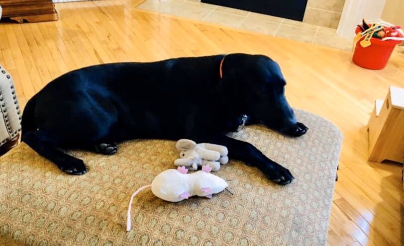 Anne Poindexter’s puppy Colt has his winter storm supplies gathered together.  

His favorite chew toys are a Rat and and an Elephant.