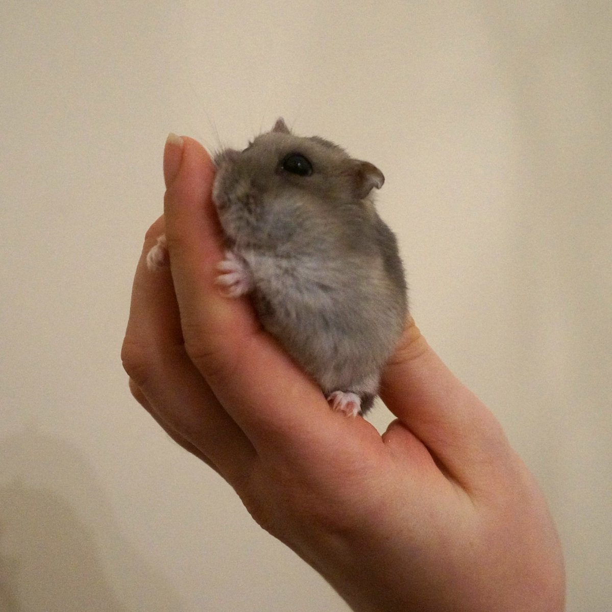 HamSesame's tweet photo. Sesame has taken to licking my hand every time I see her, which I'm not complaining about ✨💕

#hamsters #cuteanimals #dwarfhamster #hamster https://t.co/Zp2fmiPzHa