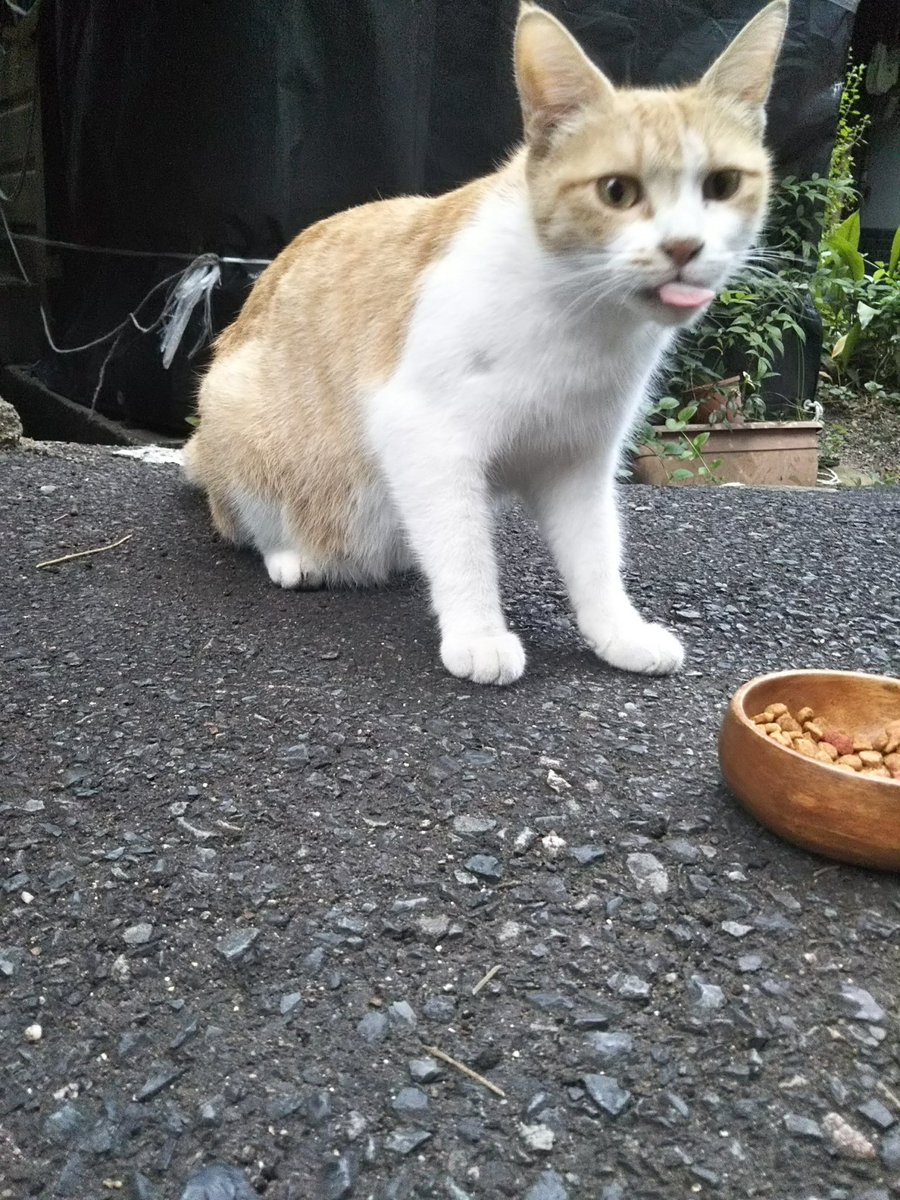 あさ美容室 على تويتر 野良猫の子猫に可哀想と餌をあけでいる方におねがいです 猫は大きくなります 子供も産みます その時だけの可哀想はやめて もっと辛い思いをするから 野良猫 無責任な餌やり 小さないのち