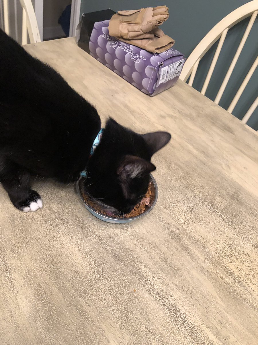 TuxedoFelix's tweet photo. i hade to get “shotz” yesturday. mum gäve me wete füd as am aplogogy. shud i furgive her? https://t.co/QE9x1C3PV6