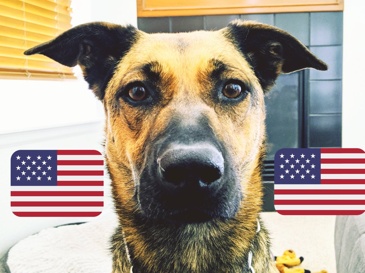 Happy Veterans Day to all the two and four legged Veterans.