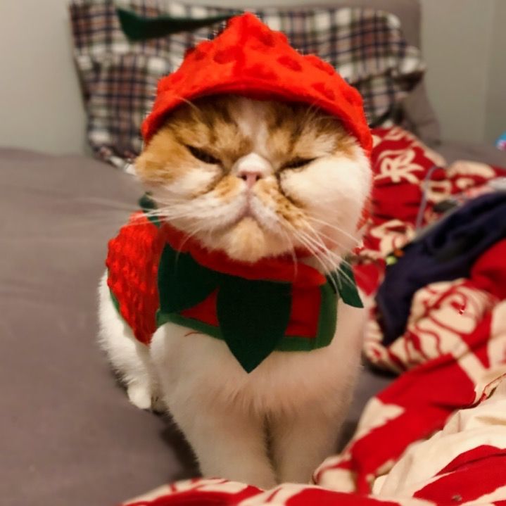 toebeanscafe's tweet photo. Well I’ve never seen a strawberry look so sour.
•
#toebeanscatcafe #toebeanscafe #catcafe #porthope #pugsleyaddams @pugsleyaaddams #visitporthope #exoticshorthair #persiancat #flatfacecat https://t.co/5hOmNAcOWw