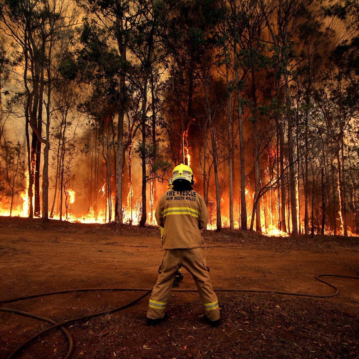 newscomauHQ's tweet photo. Up to 20,000 firefighters in NSW and parts of QLD are bracing for a day of "catastrophic" danger with shocking maps showing the potential spread of devastation. 
Follow our live updates: https://t.co/vwfJmUk9xO
📷: Nathan Edwards. https://t.co/lIllPr0wWN