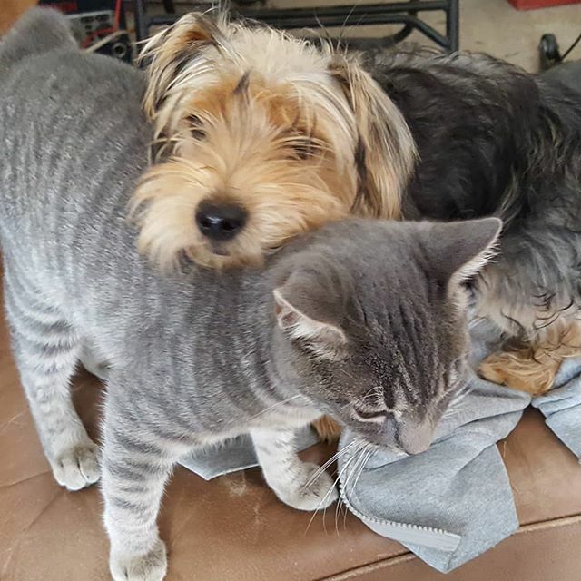 So one of our cats has decided that Willy isn't half bad and has taken a liking to playing with him. 🤷‍♀️ #catsanddogs #bestbuds