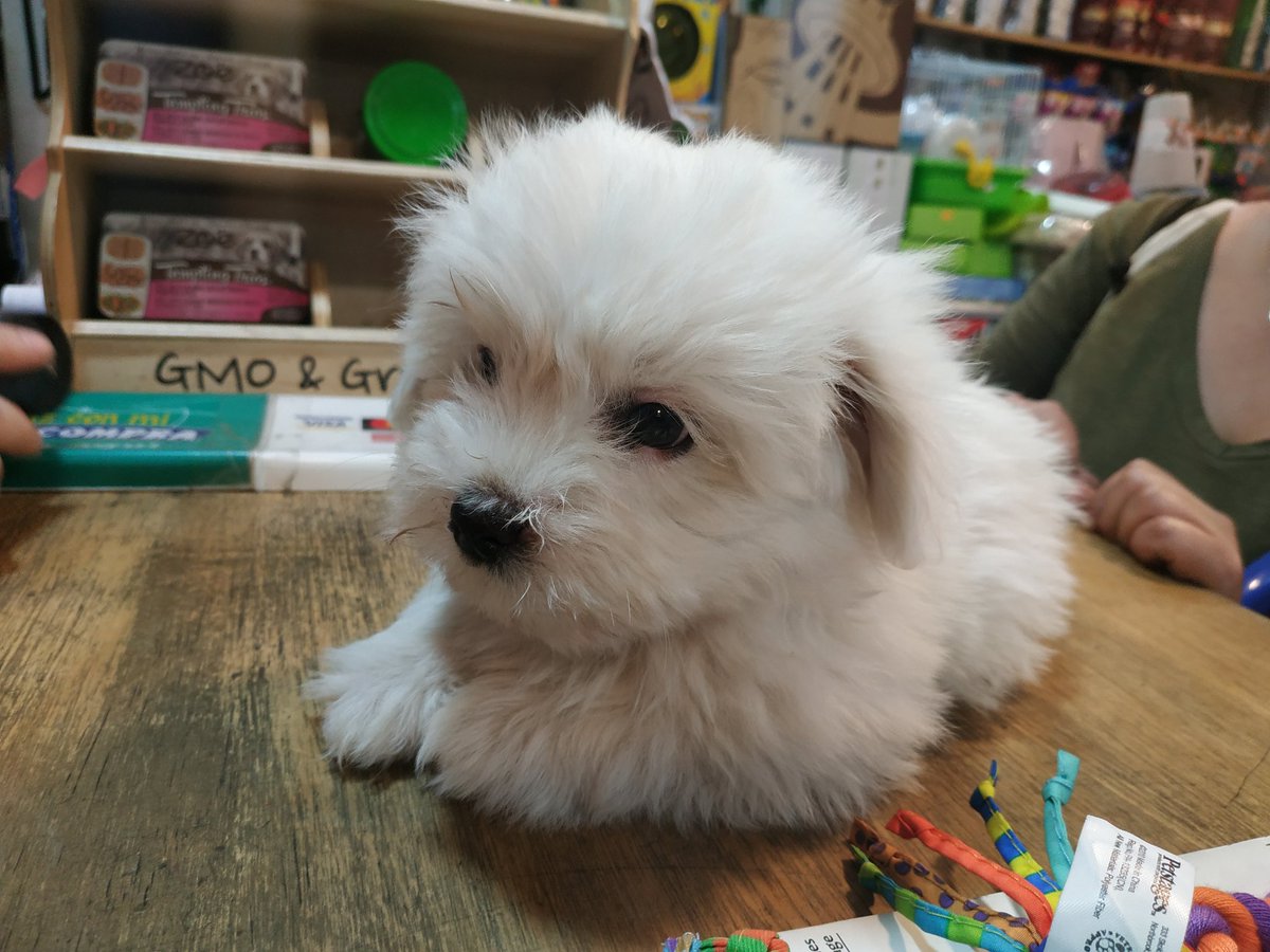 stylopets's tweet photo. Una tierna bola de pelos 😍 Allegra vino a hacer si primera visita a @stylopets ella es la pequeña guagua de Bambino un fiel cliente 🐶 padre he hija siguen con la tradición y hacen sus compras en la tienda de mascotas donde pueden conseguir lo que sea y a un increíble precio 👍 https://t.co/3DUBjyvIkL