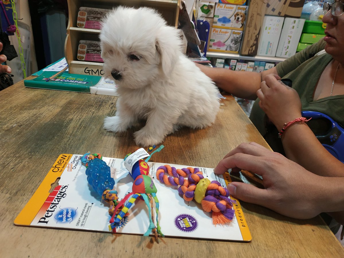 stylopets's tweet photo. Una tierna bola de pelos 😍 Allegra vino a hacer si primera visita a @stylopets ella es la pequeña guagua de Bambino un fiel cliente 🐶 padre he hija siguen con la tradición y hacen sus compras en la tienda de mascotas donde pueden conseguir lo que sea y a un increíble precio 👍 https://t.co/3DUBjyvIkL