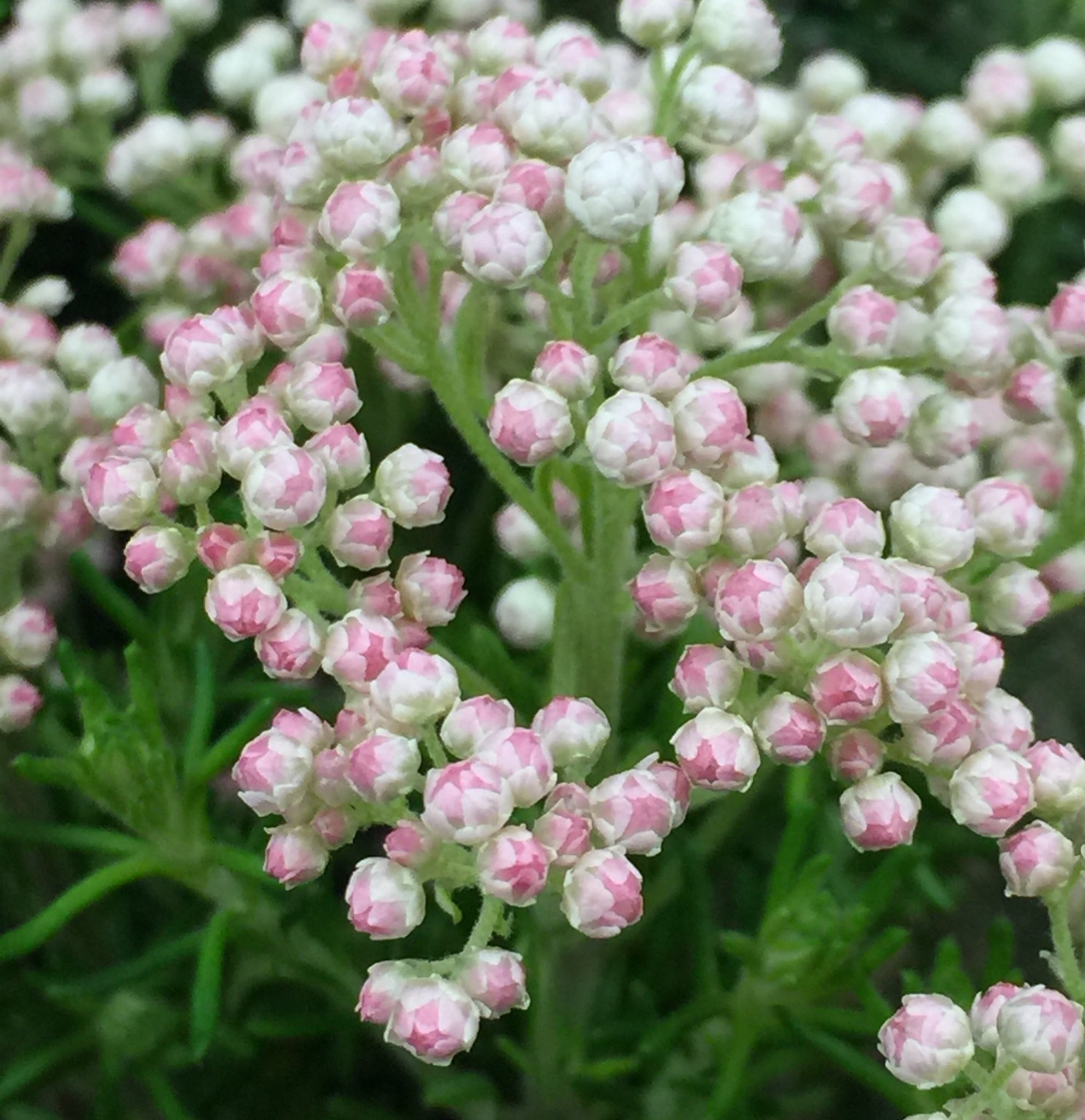 もも おはようございます 11 12誕生花 ライスフラワー 花言葉 豊かな実り 別名オゾタムヌス 花期は4 5 月 花は咲き進むとピンクから白に変わってきます 挙式の時のライスシャワーには夫婦が子宝に恵まれるように 食べ物に困らないようにという