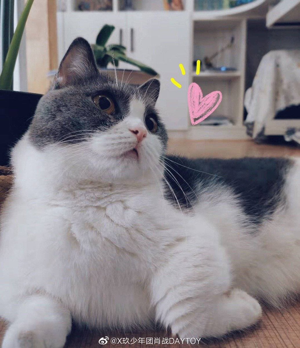 Gallery Xiao Zhan's cat 🐱 Name: Nut (坚果) Gender: Princess Breed