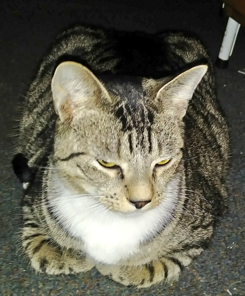 Im_Moo_The_Cat's tweet photo. Dis iz Milo (left)...He'z mah cuzin. He remimbs me ob mah late brofur, Jonas(right). Plus he's maeks a goode loaf. #KittyLoafMonday #MondayMood #CalicoCrew #CatsOfTwitter #DoubleLoaf #Cats #CuteCats https://t.co/jTs74S1rws
