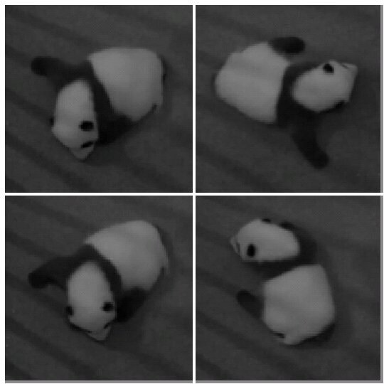 DCnativepanda's tweet photo. Doin' #TheBei 10/7/15 Remember that dance, Suzy? @DCSuzyJ #ByeByeBeiBei @pinkypanda0823 @houseofcubs https://t.co/TWEhoQ49qJ
