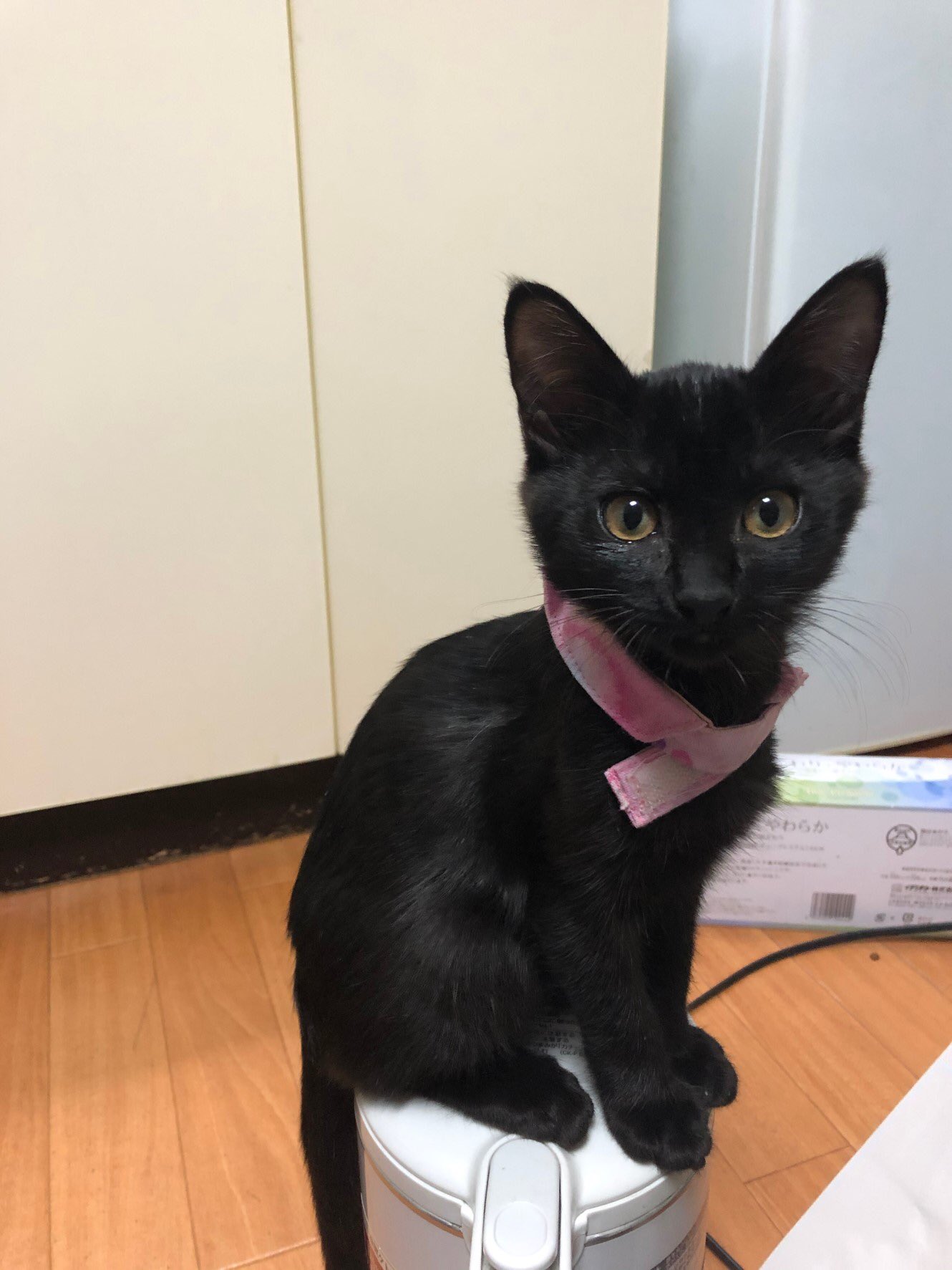 びーにゃんくらぶ フサb Sur Twitter かんにゃお預かりの猫友さんからの写真 最近のお気に入りの定位置 ポットの上 そこはアカンよ かんにゃ かわいいけど アカンよ かんにゃ 子猫 保護子猫 黒猫子猫 黒猫 黒猫女子 猫里親募集 子猫里親募集 子猫