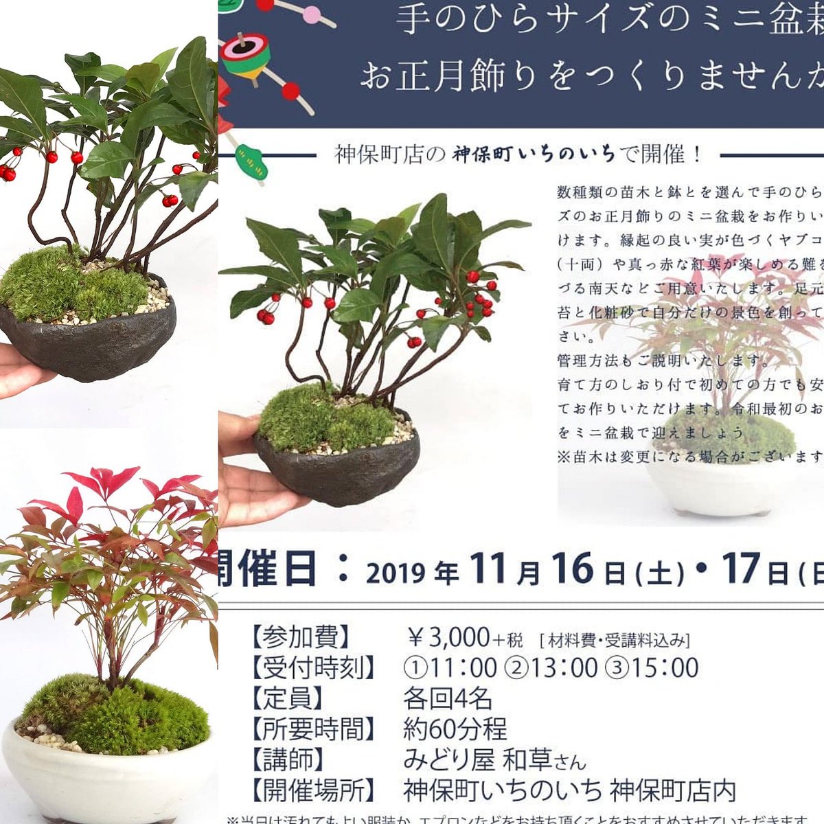 みどり屋 和草 にこぐさ V Twitter 今週末 11月16日 17日は神保町いちのいち神保町店さんで ミニ盆栽ワークショップ開催 ヤブコウジや南天 黒松などをご用意します 鉢も数種類からお選び頂けます 盆栽 ミニ盆栽教室 ミニ盆栽ワークショップ Bonsai