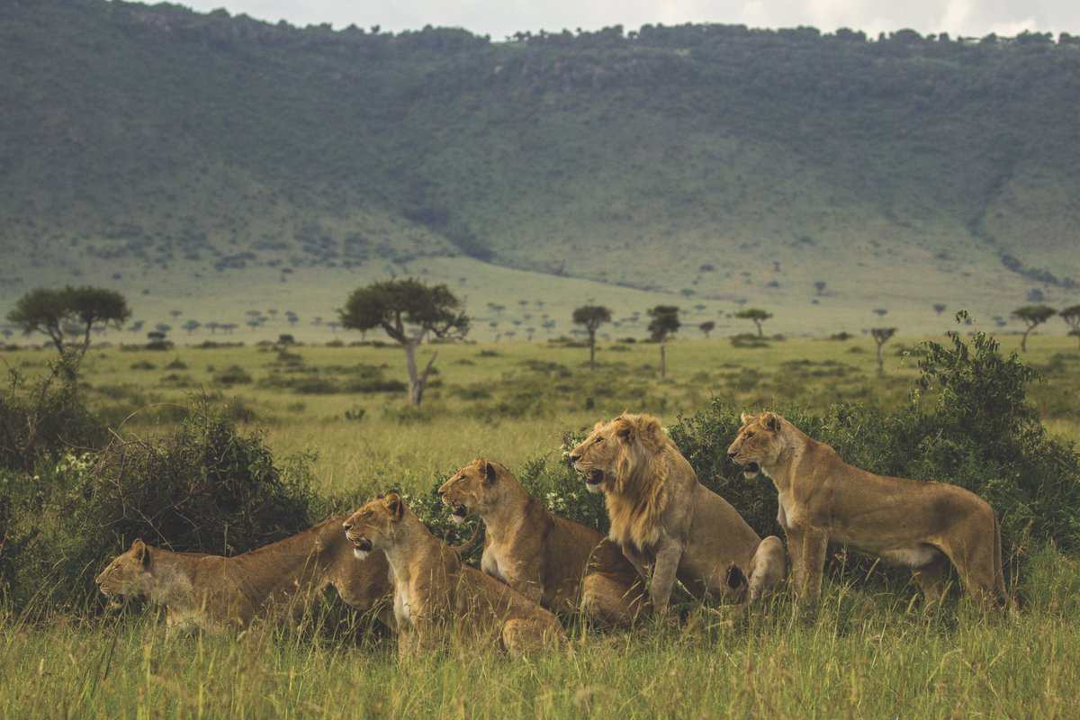 Flame Distribution tweet media