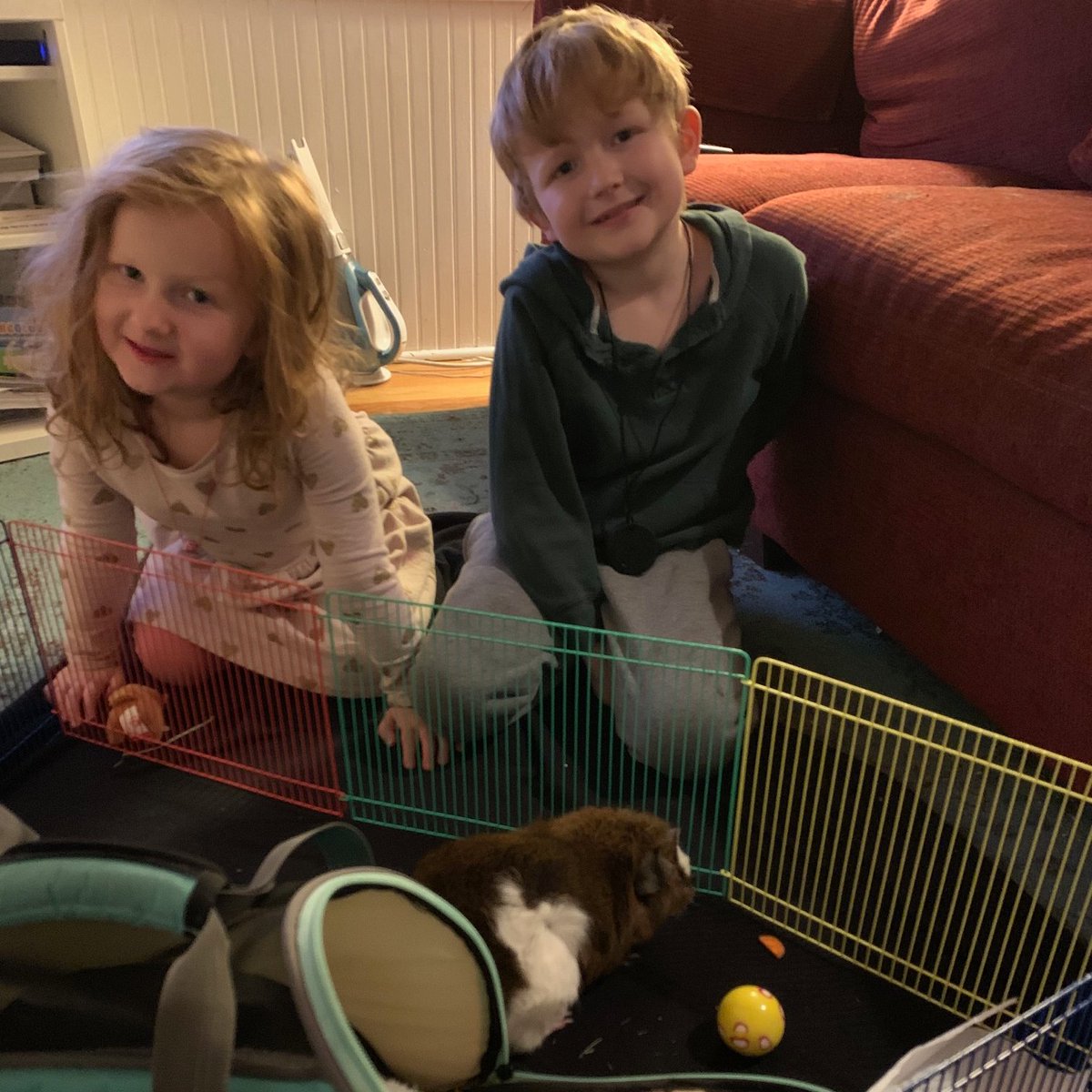 Last night and a rousing carrot scavenger hunt with #classroompet #guineapig Thank you, @Thomsen108 <a href="/CoonleyES/">John C. Coonley Elementary</a>!