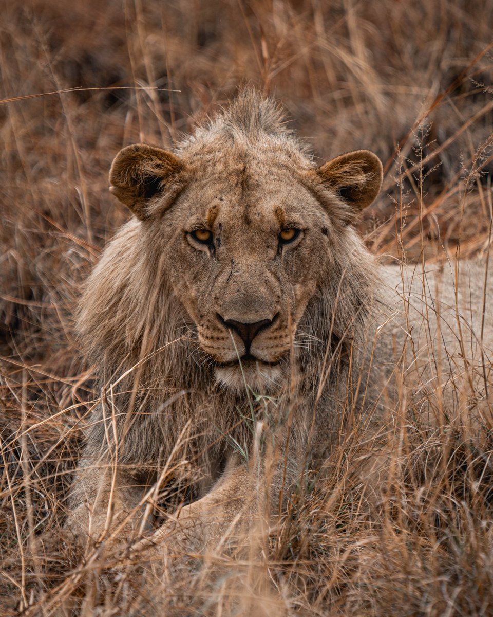 kostas95's tweet photo. Going on a safari in South Africa was one of the greatest experiences of my life! https://t.co/eNHzeJKAI3