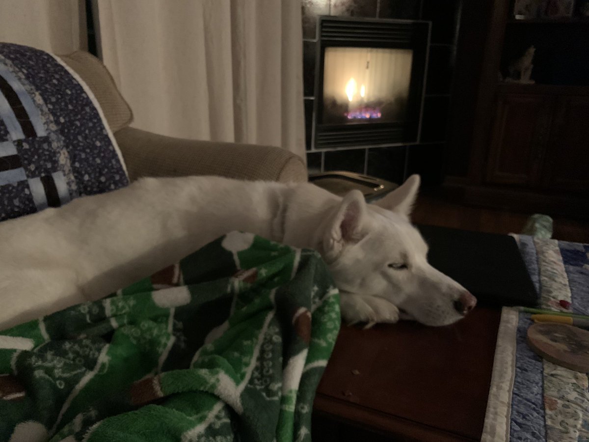 gooseymarmay77's tweet image. Skye is pondering all these evil men who call themselves “pastors.” She wonders why they don’t fear God. Be like Skye and ponder this too! Then ask God to repay the evil. King David style prayer! #harvestdebacle