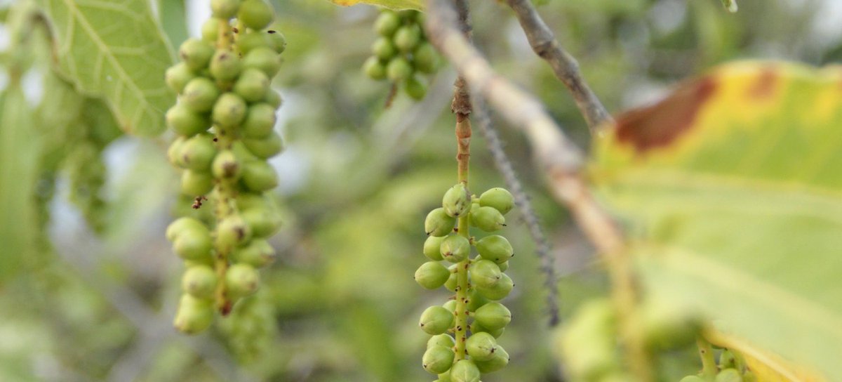 We are a foundation that seeks to promote social welfare based on sustainability and the use of local natural resources.
-
Somos una fundación que busca impulsar el bienestar social a partir de la sustentabilidad
y el aprovechamiento de los recursos naturales locales.