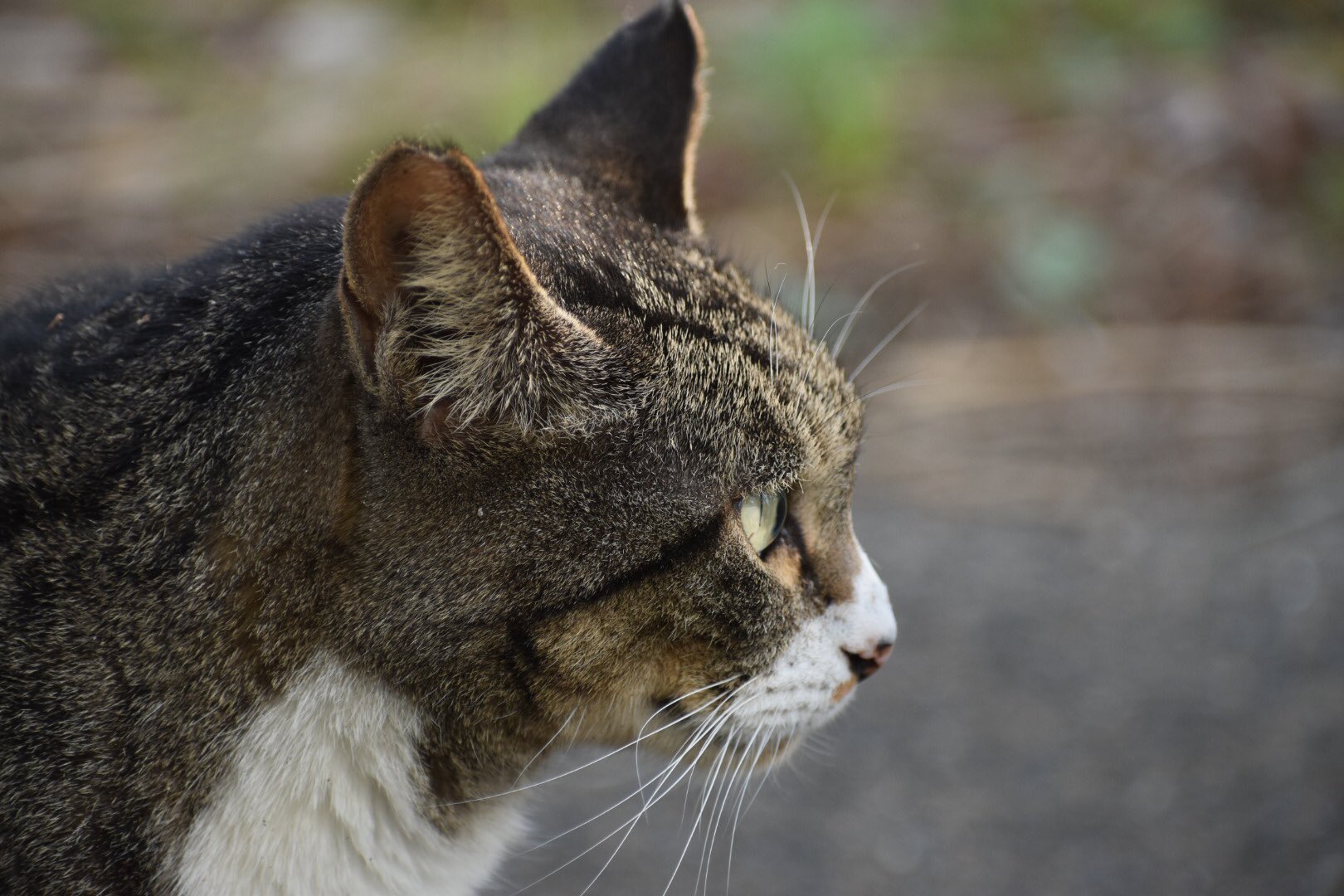 ばふぁろうず 舞洲東バス停のネコその2です 寝転がって後はまた歩き出しました 私が前に立ってもお構いなし 横をすり抜けてまっすぐに歩いて行きました 大阪 舞洲 ネコ 猫 Japan Osaka Maishima Cat T Co K0mmvgiasm Twitter