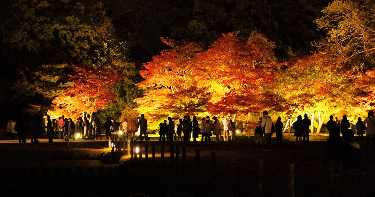 tjokayama's tweet image. 【秋の幻想庭園】

鮮やかに映える紅葉に和傘や行灯の彩りを加え、広大な庭園で繰り広げられる幽玄の美を楽しもう。
#幻想庭園 #岡山後楽園 #ライトアップ #烏城灯源郷 #城下

tjokayama.jp/event/gensotei…