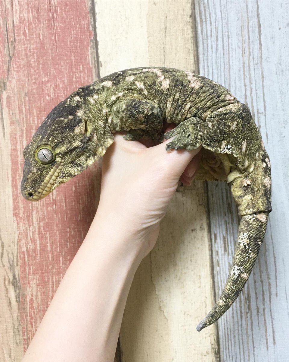 ツギオミカドヤモリのストラップ(銅) | monsterdog.com.br