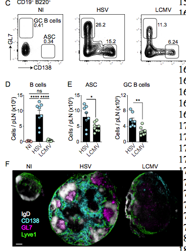 mmw_lmw's tweet photo. #Systemic_Inflammation | suppresses #LymphoidTissue_Remodelling and #B_cell_immunity during concomitant local infection | Scott Mueller @TheDohertyInst @biorxivpreprint https://t.co/nLZi4Nfq9N https://t.co/1CyhXaIfvh