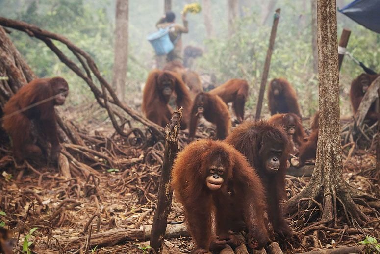 טוויטר Twt Bajet בטוויטר Macam Yang Kita Belajar Kelas Sains Dulu Bila Berlaku Deforestation Antara Kesan Kesan Besar Yang Terjadi Adalah Kehilangan Habitat Untuk Binatang Dan Tumbuhan Sana Paling Kesian Orang Hutan La
