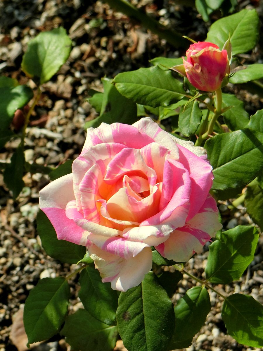 Роза ла Халисон