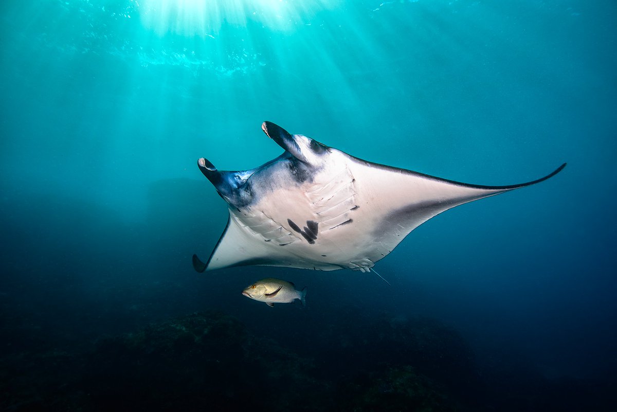 Manta Rays can bee seen around the island of Nusa Penida all year round. 

Want to dive with manta rays? Check: Twinislanddive.com

#TwinIslandDive #NusaPendia #MantaPoint #MantaBay #MantaRays #MantaRay #UnderwaterPhotos #UnderwaterPhotography #Explore #Adventure #Diving