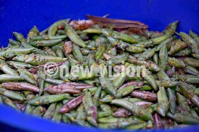 #TuesdayTrivia They are a special delicacy enjoyed in Uganda and they do come in the months of November to January, do you know what these are?

#UHCDar #UgandanEmbassy #Uganda #UgandanCulture #UgandanCuisine