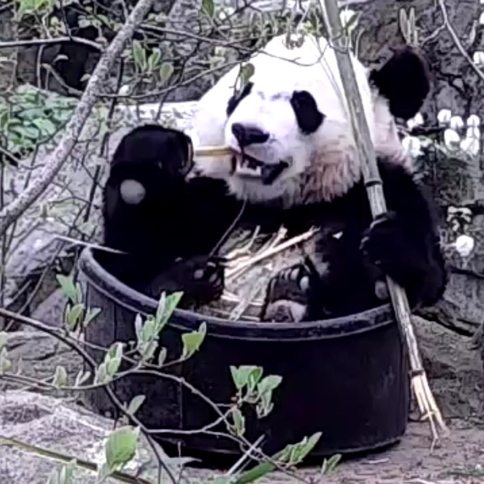 Linty64's tweet image. Cubbie in a tubbie @houseofcubs @NationalZoo #ByeByeBeiBei #pandacam