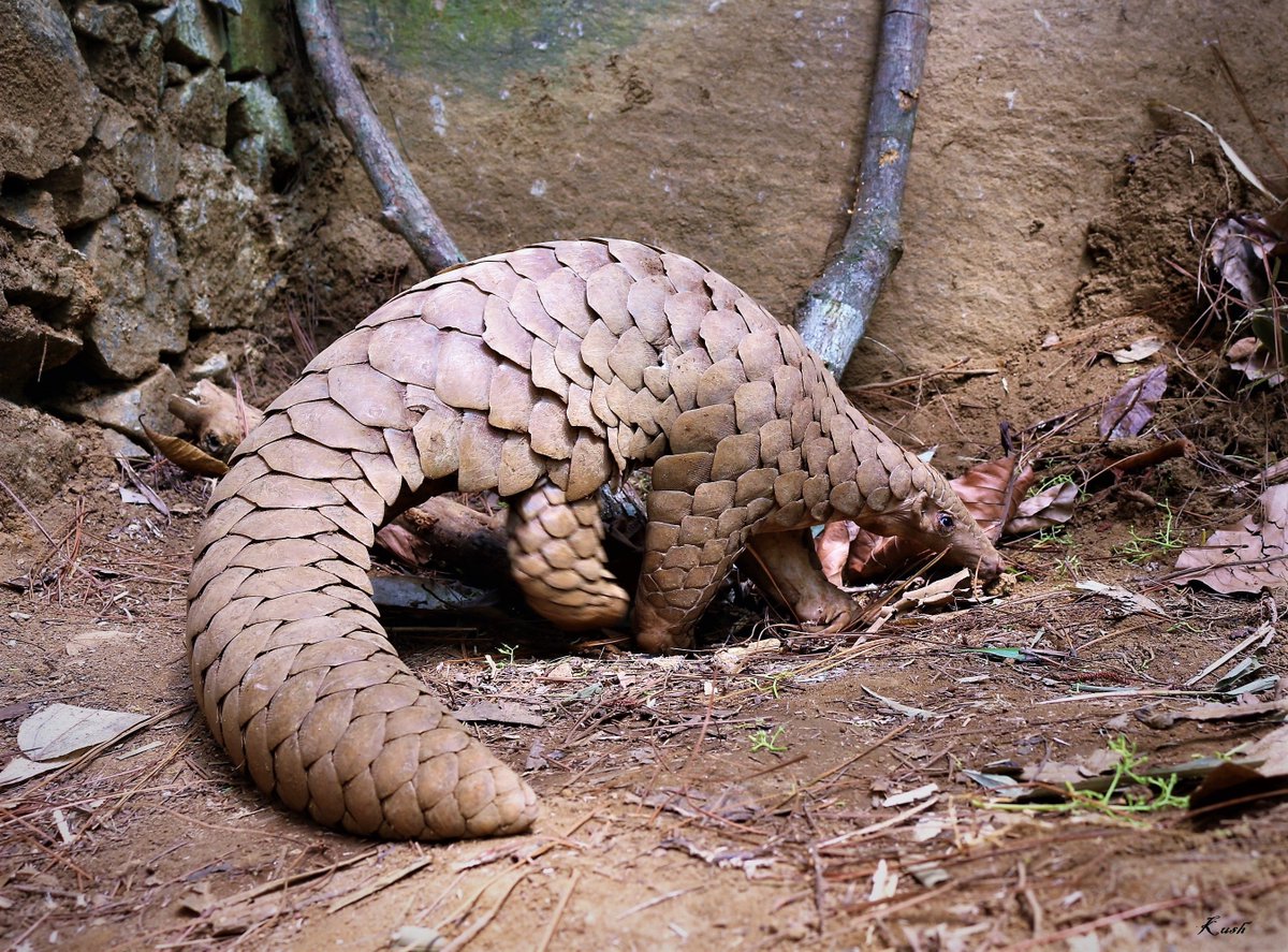 While hunting for domestic meat consumption remains the  main threat to the Indian pangolin in Sri Lanka, a new study has highlighted a growing threat from hunting for scales to feed demand from China.