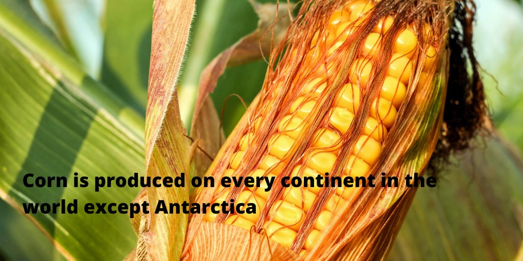 Corn is one of the worlds largest agriculture crops. Corn has hundreds of uses like starch, sugar, and ethanol. Corn is also used in most livestock diets. #wiuaglife