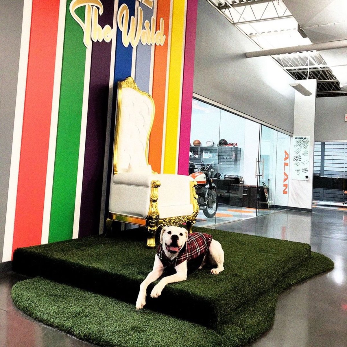 His name is Diesel and he's ready to rule the world... currency will be changed to tennis balls and there will be no war – only the making of friends everywhere you go!

Does your office have a Diesel?
