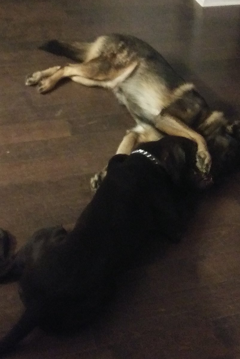 Diesel is being lazy today. He walked out to the kitchen area but decided to still cuddle with the puppy. 😴😴