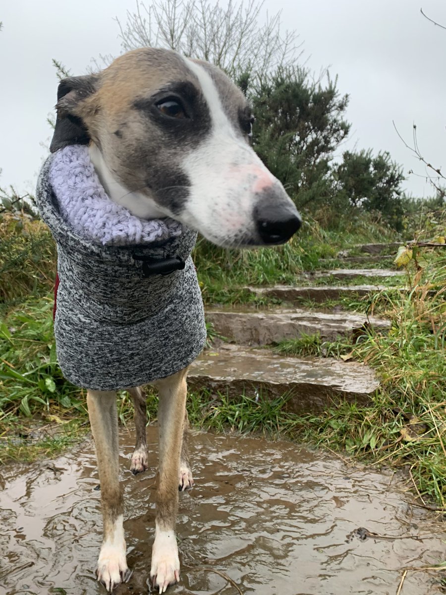 Mummy said today was a definitely double snood day. <a href="/TrendyWhippet/">The Trendy Whippet</a> #winterwhippet #cosy