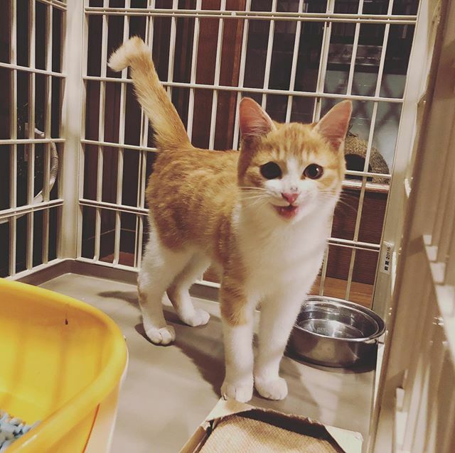 caracatcafe's tweet photo. おーぃ!おぉーーぃ!
#呼ばれてる
#ぽよよん #丸ぽよ兄弟
#里親様募集中
#仔猫 #こねこ #kitten #kitty
#保護猫
#ねこのいる暮らし #ねこのいる生活
#cat #catsofinstagram #instacat #sweetcatshub
#猫 #ねこ #ネコ #猫カフェ #caracatcafe #箕面 #北摂
#ccck129 https://t.co/PA8plJvd2d