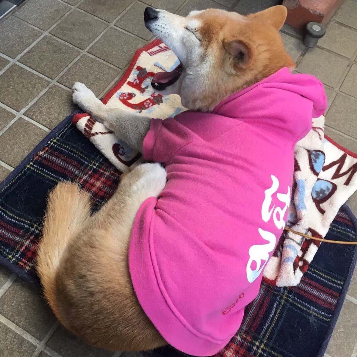 obryso's tweet image. こちらが本日の投票ページになります
今日もよろしくお願い致しますです
yoshimotozaka46vote.com/2ndterm/2ndrou…

インスタの方
まだまだ いいね 頂きたいです
instagram.com/p/B4mQreLlcSc/…

固定ツイートの いいねとRT も
是非ともお願いします

宣伝本部長は
いつまでも待っております

#吉本坂2期生オーディション