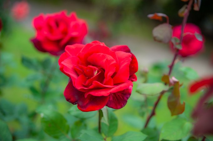 コスプレイヤー由貴のTwitter画像25