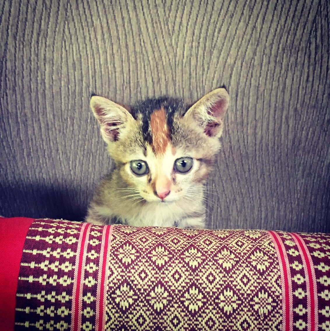 Welcome our new member, little kratong and an obligatory cute cat hub photo! 🤗🙏🌴